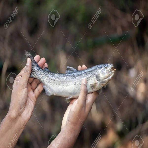 Fishing in Kashmir 7N/8D